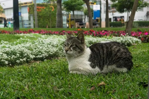 Cats in Kennedy Park, Miraflores, Lima Peru
